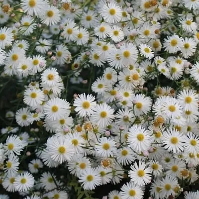 Болтония СНОУБЭНК  Болтония СНОУБЭНК в Саранске