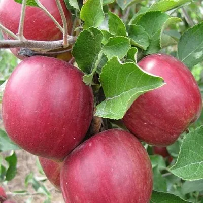 Яблоня МОСКОВСКОЕ ОЖЕРЕЛЬЕ колонновидная  Яблони Московское Ожерелье колонновидная в Саранске