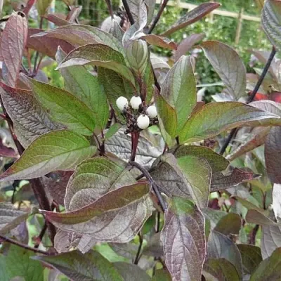 Дерен КЕССЕЛЬРИНГИ в Саранске