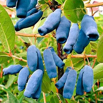 Жимолость съедобная НИМФА (ГАММА)  Жимолость съедобная НИМФА (ГАММА) в Саранске