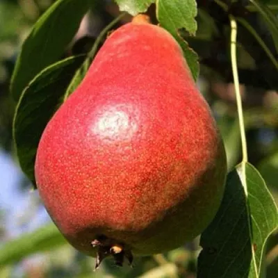 Груша НАРЯДНАЯ ЕФИМОВА в Саранске