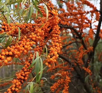 Облепиха СЕРАФИМА  Облепиха СЕРАФИМА в Саранске