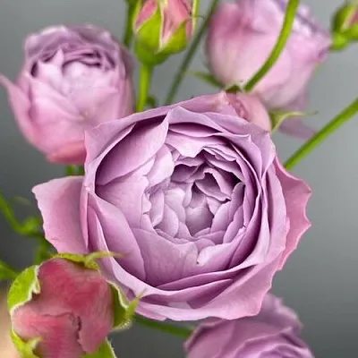 Саженцы роз ЛАВЕНДЕР БАБЛС спрей  Саженцы роз ЛАВЕНДЕР БАБЛС спрей в Саранске