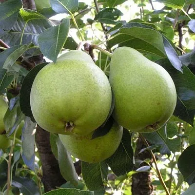Груша МАСЛЯНИСТАЯ ЛЕТНЯЯ в Саранске