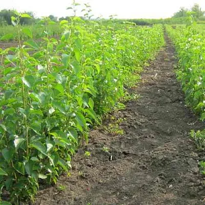 Подвой черешни ДИКАЯ ЧЕРЕШНЯ  Подвой черешни ДИКАЯ ЧЕРЕШНЯ в Саранске