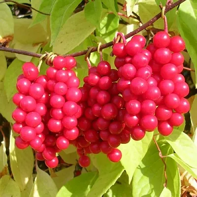 Лимонник в Саранске