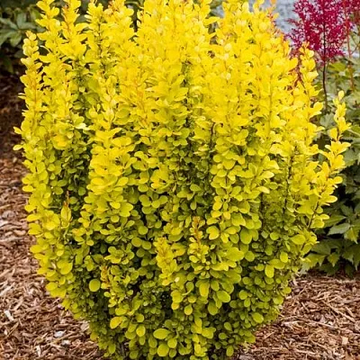 Барбарис ГОЛДЕН ТОРЧ тунберга  Барбарис ГОЛДЕН ТОРЧ тунберга в Саранске