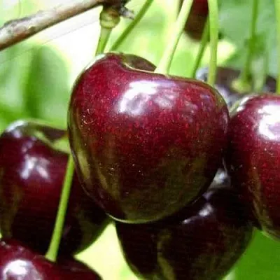 Черешня РОССОШАНСКАЯ КРУПНАЯ  Черешня РОССОШАНСКАЯ КРУПНАЯ в Саранске