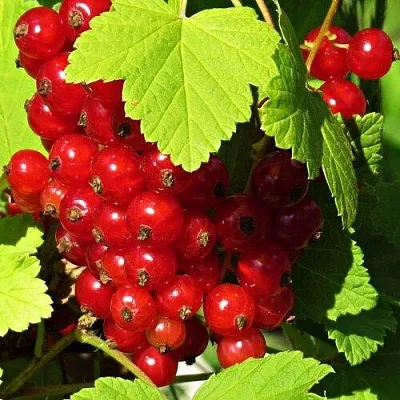 Смородина красная ГАЗЕЛЬ  Смородина красная ГАЗЕЛЬ в Саранске