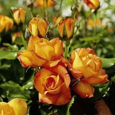 Саженцы роз САХАРА плетистая  Саженцы роз САХАРА плетистая в Саранске