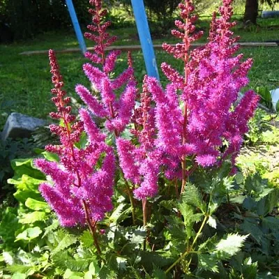 Астильба ЭЛИЗАБЕТ ВАН ВИН японская  Астильба ЭЛИЗАБЕТ ВАН ВИН японская в Саранске