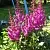 Астильба ЭЛИЗАБЕТ ВАН ВИН японская в Саранске