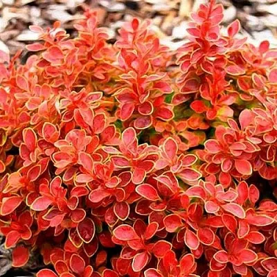 Барбарис КОРАЛ тунберга  Барбарис КОРАЛ тунберга в Саранске