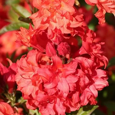 Азалия ФОЙЕРКОПФЕН крупноцветковая  Азалия ФОЙЕРКОПФЕН крупноцветковая в Саранске