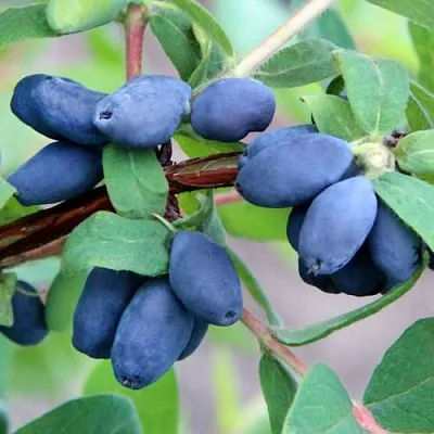 Жимолость съедобная ХОНЕЙ БИ  Жимолость съедобная ХОНЕЙ БИ в Саранске