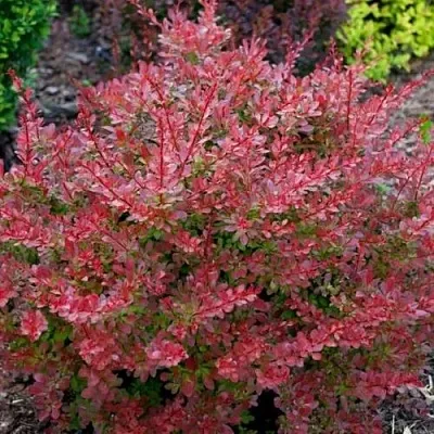 Барбарис ГОЛДЕН РИНГ тунберга  Барбарис ГОЛДЕН РИНГ тунберга в Саранске