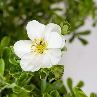 Лапчатка СНОУБЕРД кустарниковая в Саранске