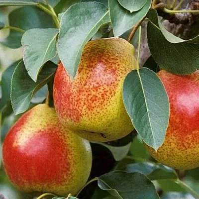 Груша ГОРНАЯ КРАСАВИЦА в Саранске