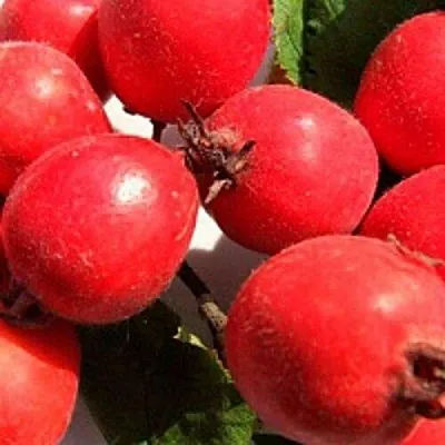 Боярышник КРУПНОПЛОДНЫЙ в Саранске