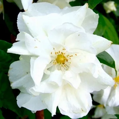 Жасмин РОЗАЦЕ в Саранске