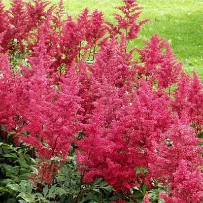 Астильба СКАЙСКРЕЙПЕР китайская  Астильба СКАЙСКРЕЙПЕР китайская в Саранске