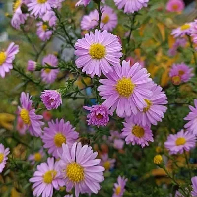 Астра СТРОУБЕРРИ ЭНД КРИМ новобельгийская  Астра СТРОУБЕРРИ ЭНД КРИМ новобельгийская в Саранске