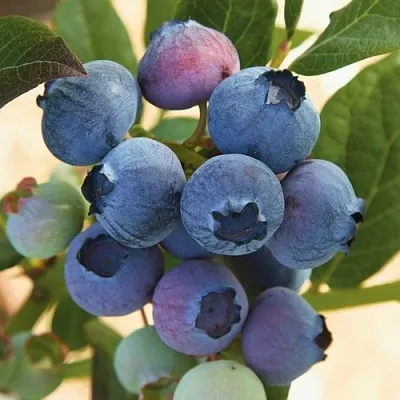 Голубика ОСОРНО  Голубика ОСОРНО в Саранске