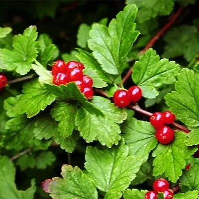 Смородина альпийская  Смородина альпийская в Саранске