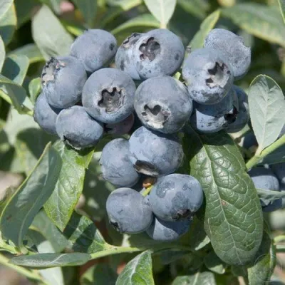 Голубика БРИГИТТА — описание сорта Голубика БРИГИТТА в Саранске