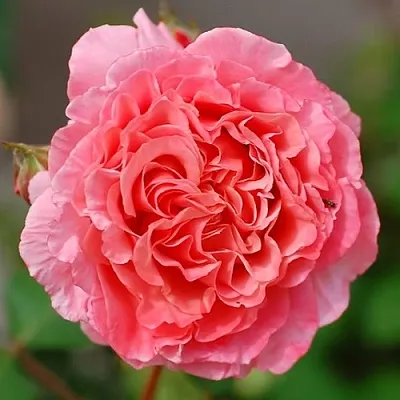 Саженцы роз ЛОРАН КАБРОЛЬ шраб  Саженцы роз ЛОРАН КАБРОЛЬ шраб в Саранске