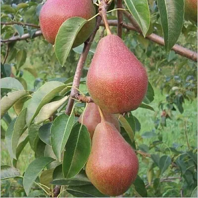 Груша РУМЯНАЯ КЕДРИНА в Саранске