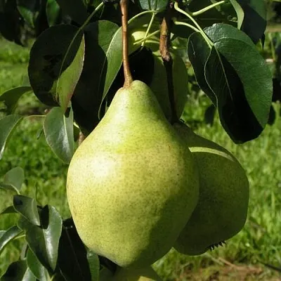 Груша МИНСКАЯ колонновидная  Груша МИНСКАЯ колонновидная в Саранске