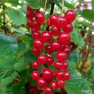 Смородина красная КОНСТАНТИНОВСКАЯ  Смородина красная КОНСТАНТИНОВСКАЯ в Саранске