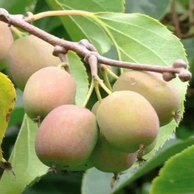 Актинидия ГИБРИДНАЯ КОЛБАСИНОЙ — описание сорта Актинидия ГИБРИДНАЯ КОЛБАСИНОЙ в Саранске