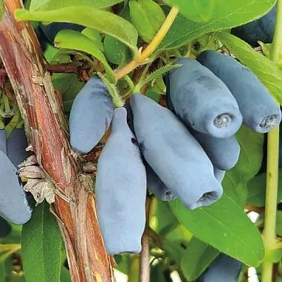 Жимолость съедобная ВОСТОРГ  Жимолость съедобная ВОСТОРГ в Саранске