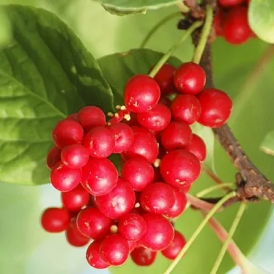 Лимонник ДЕДОВСКИЙ  Лимонник ДЕДОВСКИЙ в Саранске