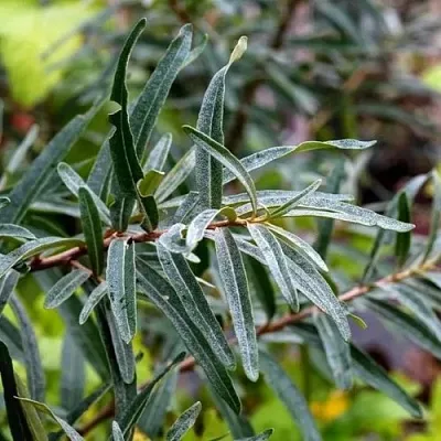 Облепиха АДАМ (МУЖСКАЯ) в Саранске