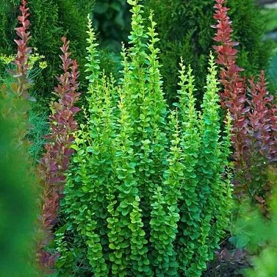 Барбарис ЭРЕКТА тунберга  Барбарис ЭРЕКТА тунберга в Саранске