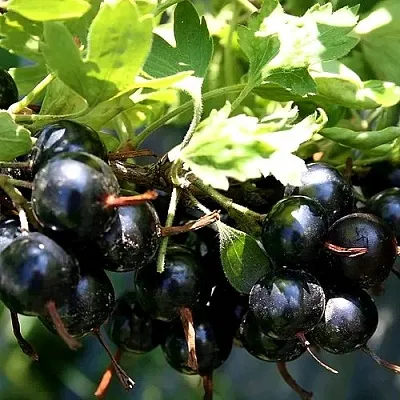 Золотистая  Золотистая в Саранске