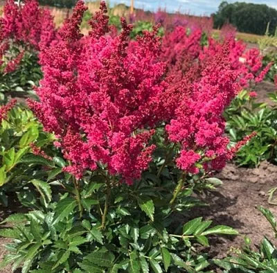 Астильба ЛАКИ ДЕЙ Арендса  Астильба ЛАКИ ДЕЙ Арендса в Саранске