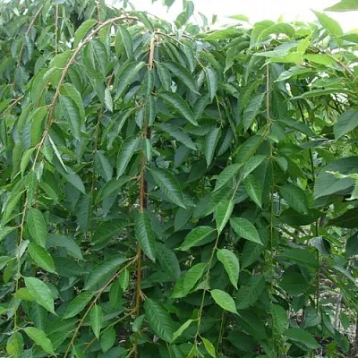 Черешня ПЕНДУЛА декоративная  Черешня ПЕНДУЛА декоративная в Саранске