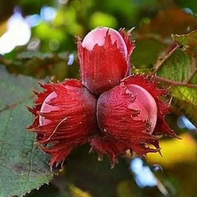 Фундук КРАСНЫЙ ЯНТАРЬ  Фундук КРАСНЫЙ ЯНТАРЬ в Саранске