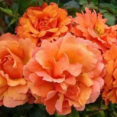 Саженцы роз БРИДЖ ОФ САЙЗ плетистая  Саженцы роз БРИДЖ ОФ САЙЗ плетистая в Саранске