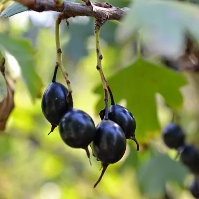 Смородина золотистая ДУСТЛИК  Смородина золотистая ДУСТЛИК в Саранске