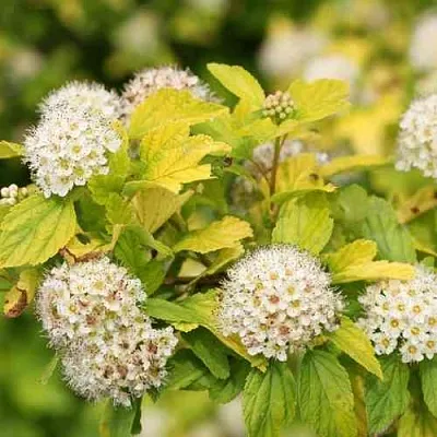 Пузыреплодник АНГЕЛ ГОЛД в Саранске