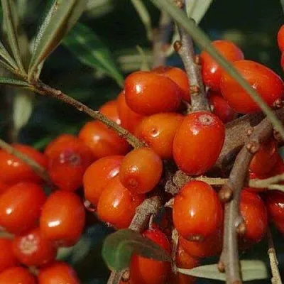 Облепиха ВОРОБЬЕВСКАЯ в Саранске