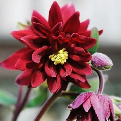 Аквилегия РУБИ ПОРТ обыкновенная  Аквилегия РУБИ ПОРТ обыкновенная в Саранске