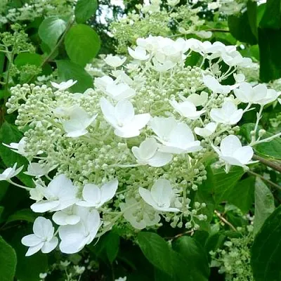 Гортензия УАЙТ ДОМ древовидная  Гортензия УАЙТ ДОМ древовидная в Саранске