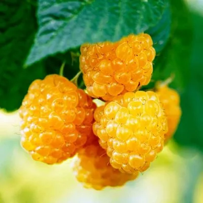 Малина МЕДОВАЯ в Саранске