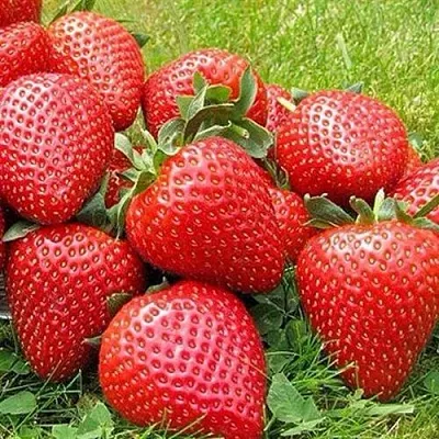 Клубника ЭЛИАНЕ  Клубника ЭЛИАНЕ в Саранске